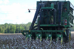 CottonPickin.jpg